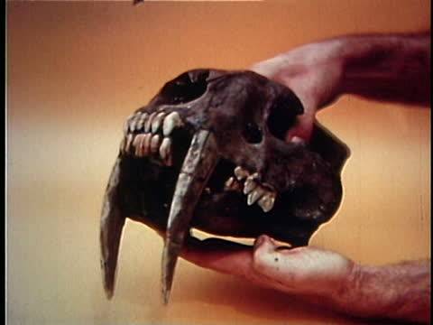 چین سے 83 لاکھ سال پرانے بڑے دانتوں والے چیتے کی کھوپڑی برآمد