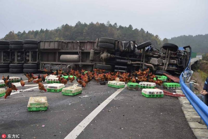 چین میں مرغیوں سے بھری گاڑی الٹ گئی ڈربے کھولتے ہی مرغیوں نے دوڑیں لگادیں