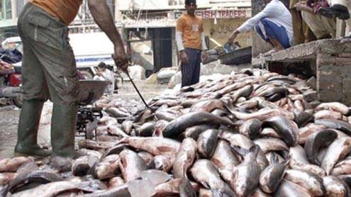سمندری خوراک کی برآمدات میں اضافہ ہوگیا