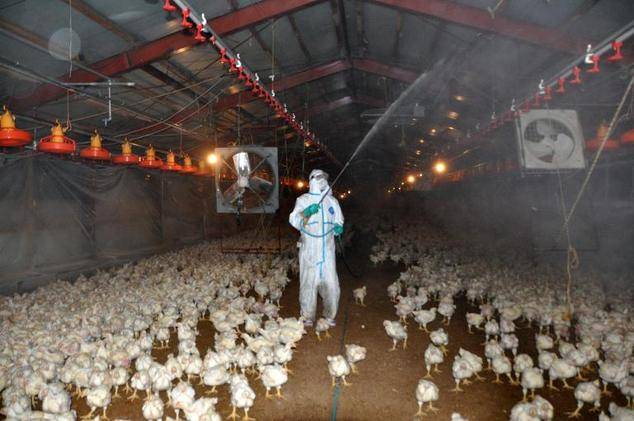 جاپان میں برڈ فلو، 3 لاکھ 36 ہزار بطخیں اور مرغیاں تلف