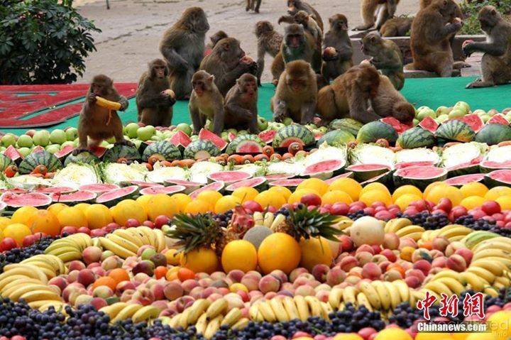 تھائی لینڈ میں بندروں کیلئے شاندار دعوت کا اہتمام