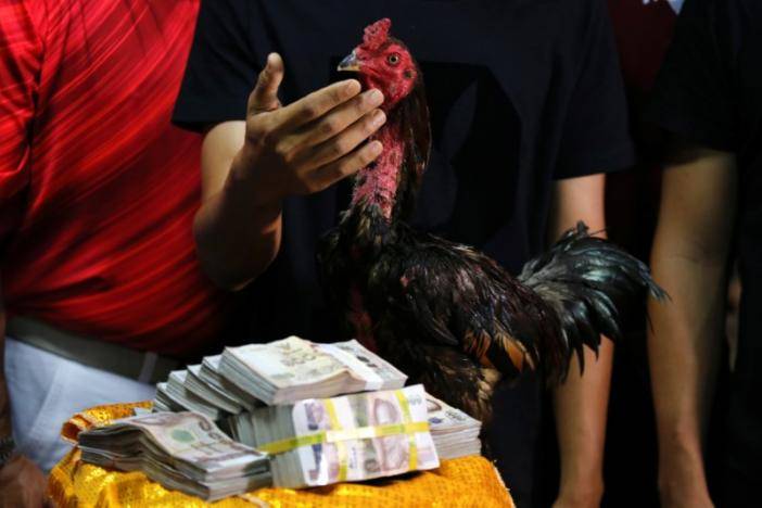 تھائی لینڈ: مرغے نے 70 ہزار ڈالرز کا انعام جیت لیا