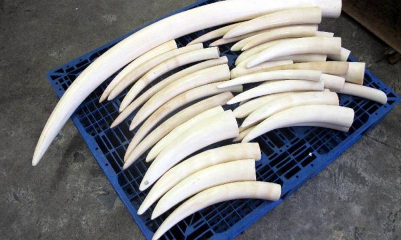  ہاتھی دانت کی سمگلنگ میں 80فیصد کمی 