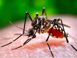 کیکڑے کے خول سے ملیریا پھیلانے والے مچھروں کے خاتمہ کا کامیاب تجربہ 