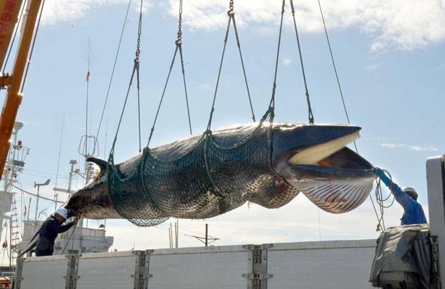جاپان نے وہیل مچھلی کے شکار کی اجازت دیدی