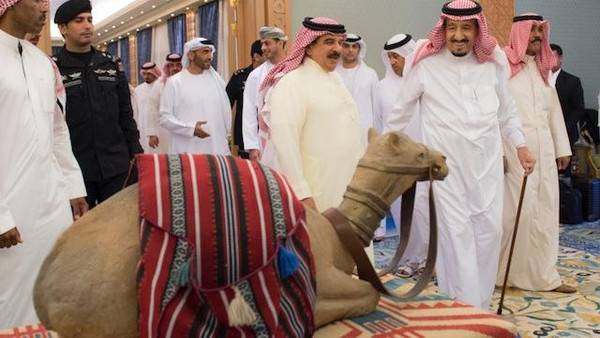 سعودی عرب میں اونٹوں کے لیے سرکاری سطح پر پہلے کلب کا قیام