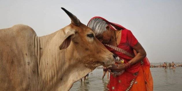 بھارت میں وزارت گائے قائم کرنے کا فیصلہ