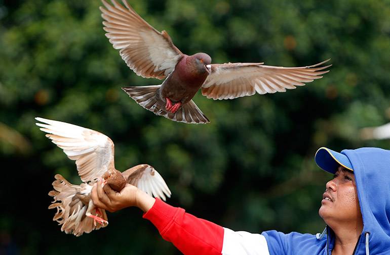 انڈونیشیا میں کبوتر بازی کا شوق طلاق کی سب سے بڑی وجہ قرار