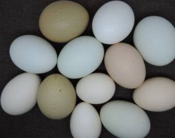 ہالینڈ سے درآمد مضر صحت انڈے یورپی مارکیٹ سے اٹھالیے گئے