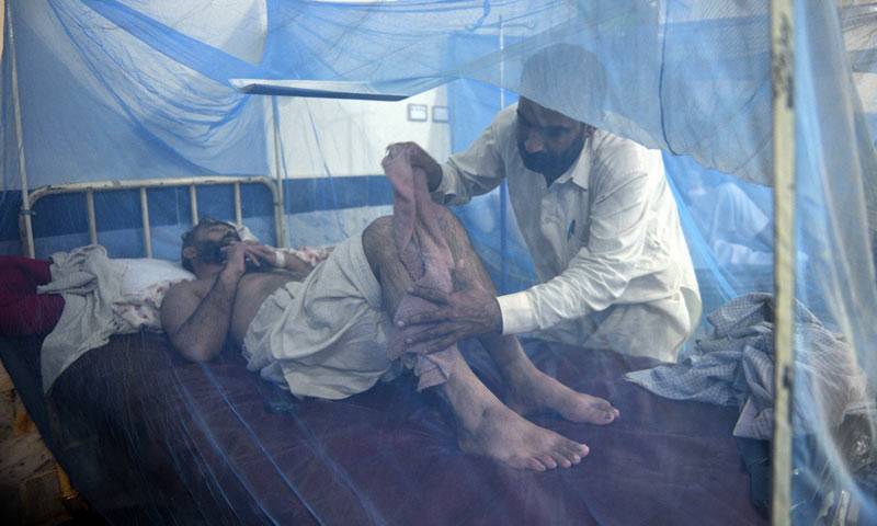 پشاور میں ڈینگی کے لمبے ڈیرے، 24نئے مریض داخل ،تعداد700سے تجاوز کرگئی