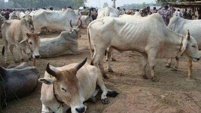 بھارت میں مسلمان خاندان سے مویشی چھیننے کے خلاف احتجاج
