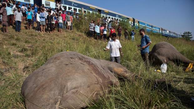 بھارت میں ٹرین کے ساتھ تصادم ، نایاب نسل کے دو ہاتھی ہلاک