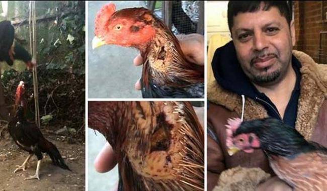 لندن میں مرغوں کی لڑائی پاکستانیوں کو مہنگی پڑ گئی