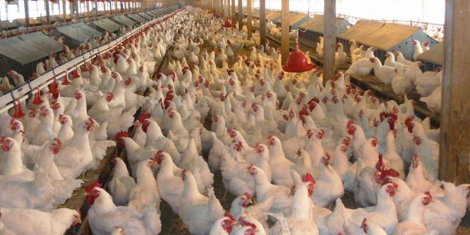 سعودی عرب نے برڈ فلو کے باعث افغانستان سے مرغیوں کی درآمد پر پابندی لگادی