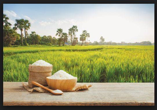 چاول کی ملکی برآمدات   2 ارب ڈالر سے تجاوز کر گئیں