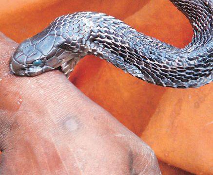 بھارت میں ساتھ جینے مرنے کا عہد، سانپ کے ڈسے شوہر نے بیوی کا ہاتھ چبا ڈالا