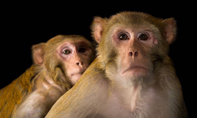  بھارت میں بندر کو عمر قید کی سزا سنا دی گئی