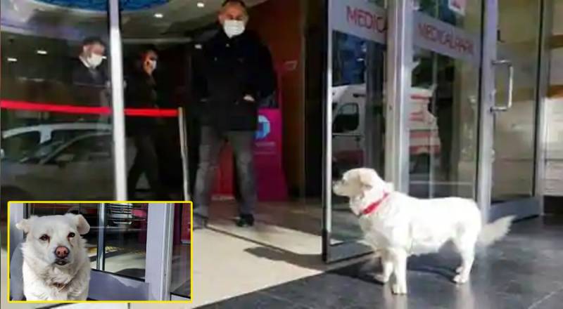 وفا کی مثال: کتا کئی دن تک زیر علاج مالک کا اسپتال کے باہر انتظار کرتا رہا