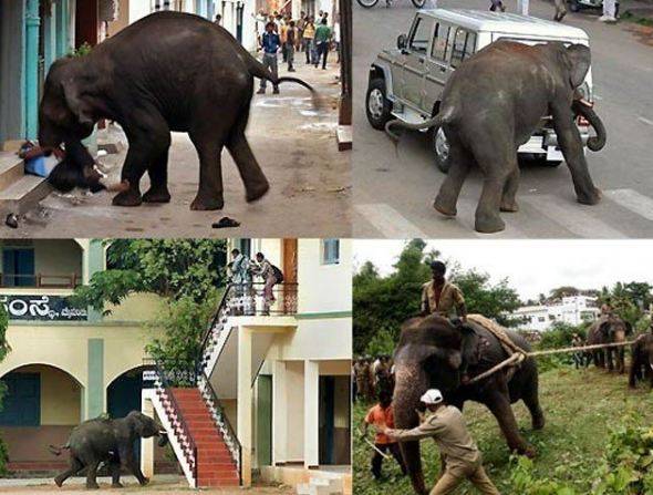 بدمست ہاتھی نے سولہ افراد کو موت کے گھاٹ اتاردیا 