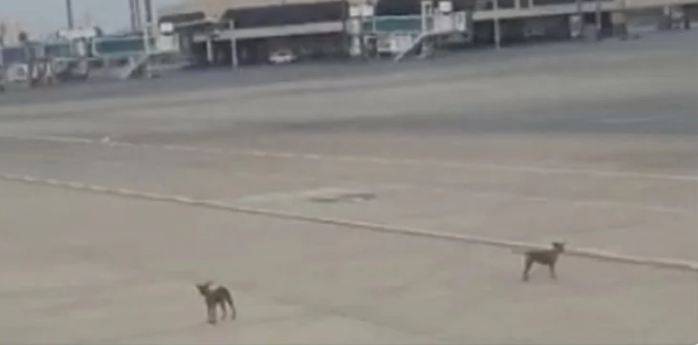 آوارہ کتوں کی کراچی ائرپورٹ کے رن وے پر مٹرگشت 