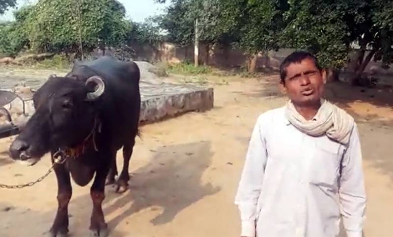 دودھ نہ دینے پر بھارتی کسان کی اپنی ہی بھینس کے خلاف شکایت لے کر تھانے پہنچ گیا 