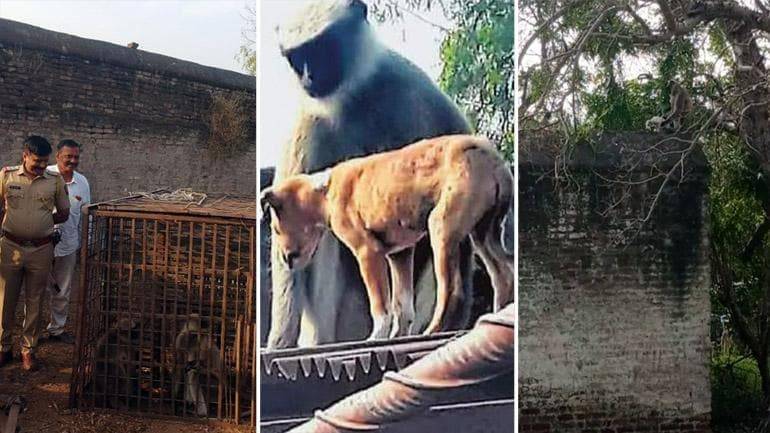اپنے بچے کے قتل کا انتقام لینے کیلئے بندروں کے جوڑے نے 250 کتے مار دیے