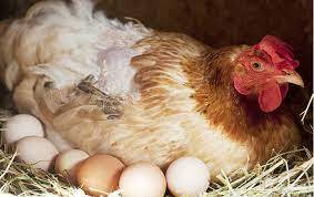 6 گھنٹے میں 24 انڈے، مرغی کی رفتار نےسب کو حیران کردیا