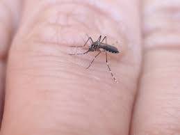 مچھر سے بچنا ہے تو یہ تدابیر اختیار کریں 