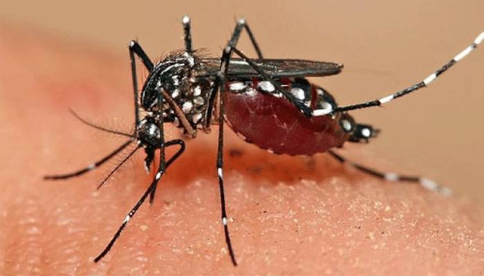 ملک بھر میں ڈینگی مچھروں کے حملے بڑھ گئے، 658 افراد بخار میں مبتلا