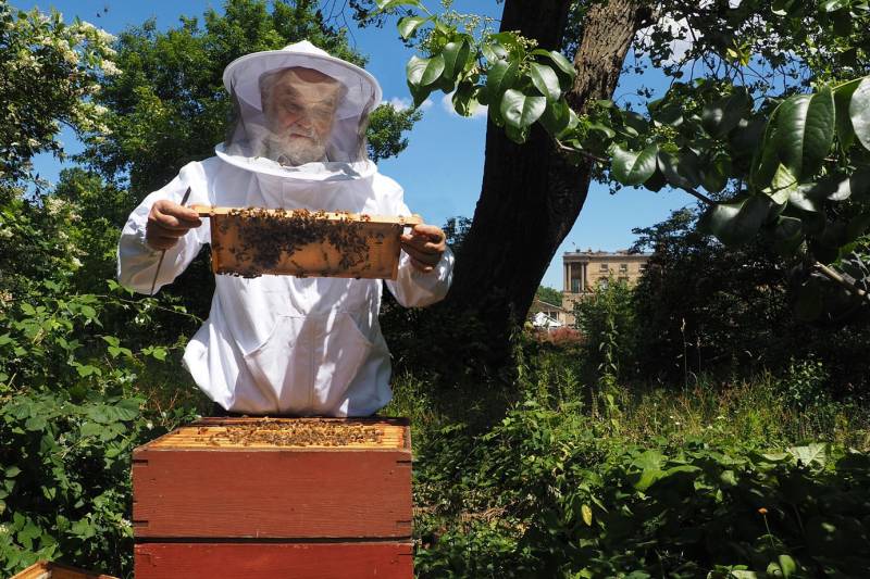 برطانوی ملکہ کی وفات کی خبر شہد کی مکھیوں کیوں دی گئی؟توہم پرستی کی وجہ سامنے آگئی 