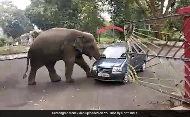 ہاتھی کی گاڑی چلانے کی ویڈیو نے انٹرنیٹ پر دھوم مچا دی 