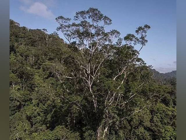 دنیا کے سب سے بلند ترین درخت کی لمبائی اور چوڑائی کتنی ہے ؟