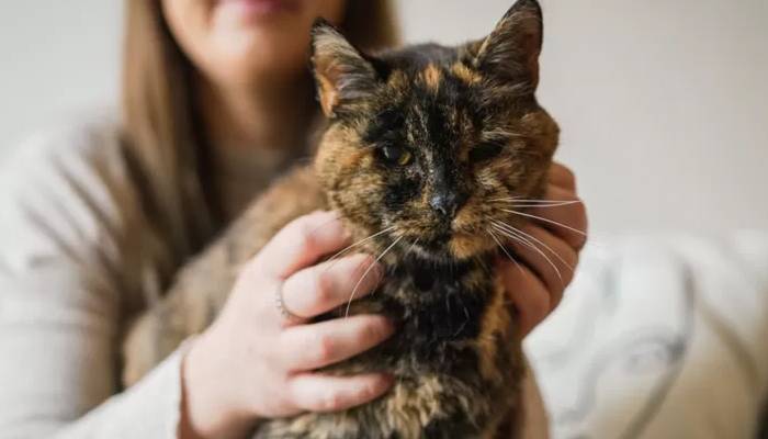 26 سالہ فلوسی کو دنیا کی سب سے طویل العمر بلی ہونے کا اعزاز حاصل