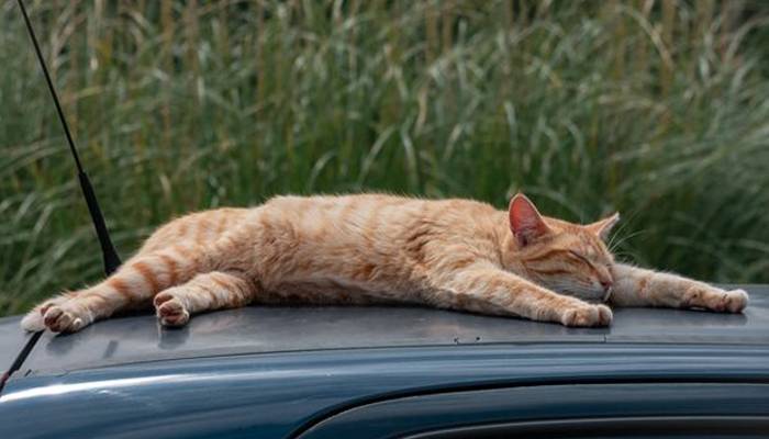  ایک شخص کی اپنی کار پر بلی کے پاو ں کے نشانات دیکھ کر خاتون کو قانونی کارروائی کی دھمکی دیدی 