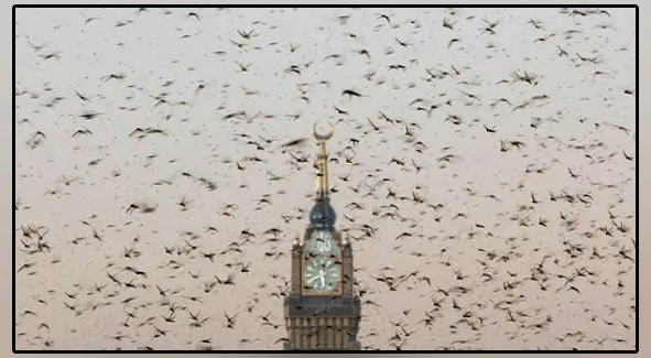 Millions of desert locusts arrive in Makkah, Haram Clock Tower also hid