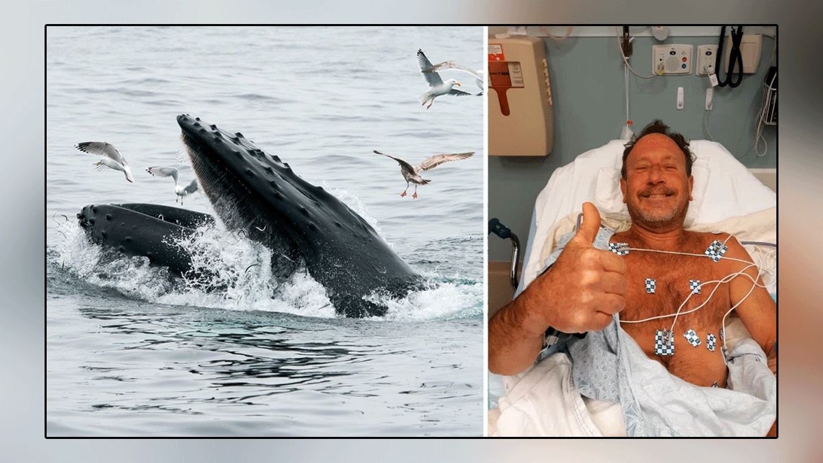 United States, a whale swallowed a fisherman and vomited out