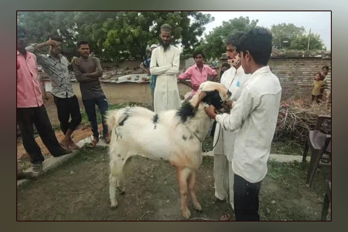 In India, a goat worth Rs 10 million went viral all over the country