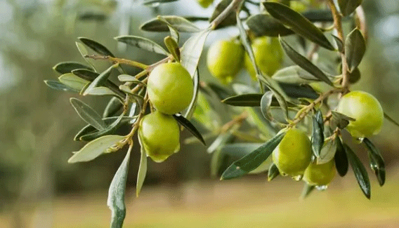 The Khyber Pakhtunkhwa government has started large-scale olive cultivation in the province